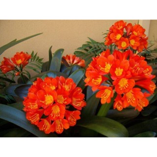 10 เมล็ดพันธุ์ เมล็ด คลิเวีย คลีเวีย ว่านสิบแสน คลิเวียด่าง Lily Clivia