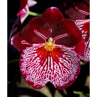 30 เมล็ดพันธุ์ เมล็ดกล้วยไม้ กล้วยไม้มิลโทนอปซิส (Miltonopsis Orchids) Orchid flower