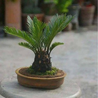 หัวหน่อ ปรงญี่ปุ่น Cycas siamensis ขนาดจิ๋ว 10-15 เซนติเมตร ขนาดเล็ก หายาก