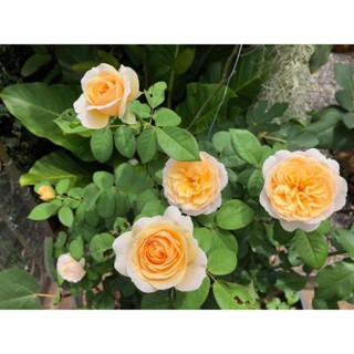 เมล็ดพันธุ์ Plant  กุหลาบ Juliet Rose  ดอกใหญ่ ดอกหอม Import  เมล็ดสด ใหม 5  เมล็ด