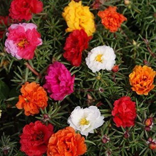 เมล็ดพันธุ์ Plant  แพรเซี่ยงไฮ้ กุหลาบ เซี่ยงไฮ้ Moss Rose  ดอกใหญ่ Import  เมล็ดสด ใหม 5  เมล็ด