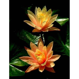 เมล็ดบัว พันธุ์จิ๋ว สีทอง (Mini Golden Lotus) 5 เมล็ด