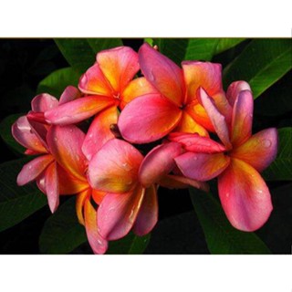 20 เมล็ด ลีลาวดี Frangipani , Pagoda Tree, Hawaii Plumeria สายพันธุ์ Rose Bouquet สีชมพู