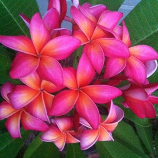 20 เมล็ด ลีลาวดี Frangipani , Pagoda Tree, Hawaii Plumeria สายพันธุ์ Pink plumeria สีชมพู