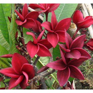 20 เมล็ด ลีลาวดี Frangipani , Pagoda Tree, Hawaii Plumeria สายพันธุ์ Fort Myers สีแดง