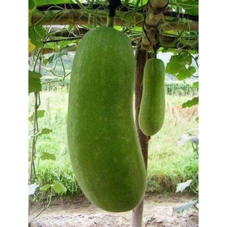 🌱เมล็ด แฟง 15 เมล็ด (ซื้อ5แถม1คละได้)