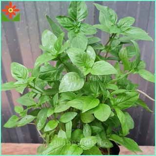ต้นโหระพา ในถุงเพาะชำ 5.5นิ้ว basil plant หรือ Sweet Basil หรือ Thai Basil