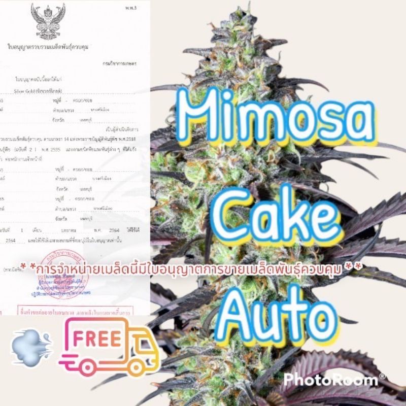 คัดเพศเมีย♀️เมล็ดกัชชา Mimosa Cake สายพันธุ์แท้ไม่ผสมนำเข้าจากอเมริกา รับประกันการงอก ฟรีปุ๋ยฮอร์โมน เมล็ดกุหลาบ