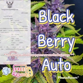 🌷คัดเพศเมีย♀️เมล็ด Black Berry สายพันธุ์แท้ไม่ผสม รับประกันการงอก ฟรีปุ๋ยฮอร์โมน ×3 รับประกันสินค้า100% #ดินปลูก ดินปลูก