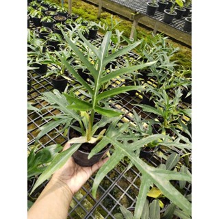 ฟิโลเดนดรอน ทอทัม philodendron tortum 2 ร่าง