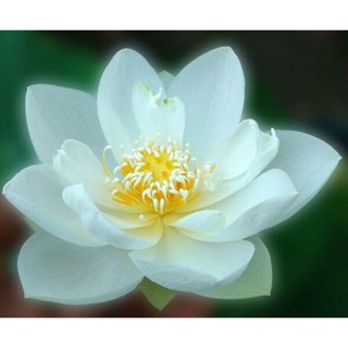 10 เมล็ดบัว สายพันธุ์ White Puff Lotuses Flower Seeds สีขาว บัวหลวงนอก บัวสาย บัวไหว้พระ ดอกใหญ่ ประดับบ้าน ตกแต่งสวน