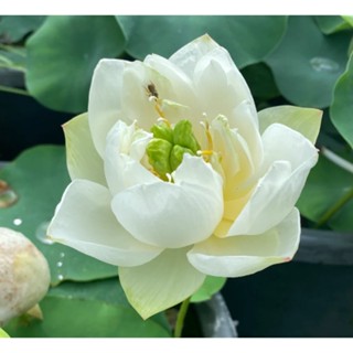 10 เมล็ดบัว สายพันธุ์ DIAMOND DUST Lotuses Flower Seeds สีขาว บัวหลวงนอก บัวสาย บัวไหว้พระ ดอกใหญ่ ประดับบ้าน ตกแต่งสวน