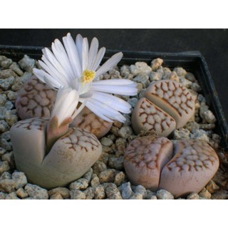 20 เมล็ด ไลทอป กระบองเพชร ไม้อวบน้ำ กุหลาบหิน แคคตัส สายพันธุ์ Lithops Julii