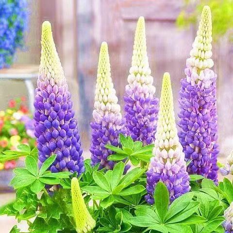 เมล็ดดอกไม้ perennial seeds รูปที่ 6