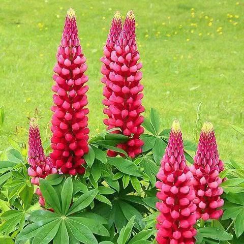 เมล็ดดอกไม้ perennial seeds รูปที่ 7