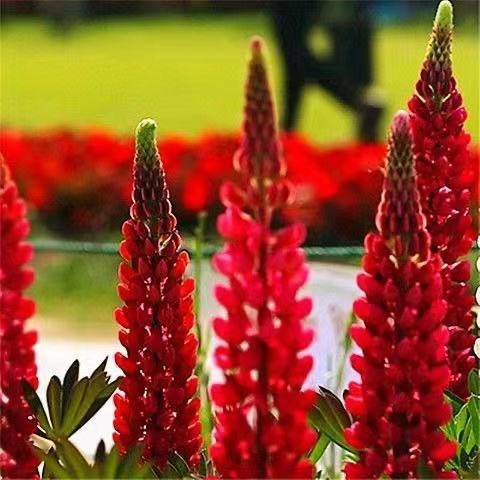 เมล็ดดอกไม้ perennial seeds รูปที่ 8