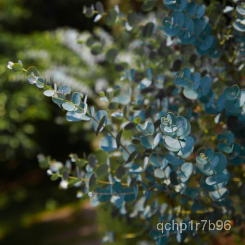 Eucalyptus Pulverulenta Baby Blue (Florist Silver Dollar Tree) 5ถึง50เมล็ด • UK