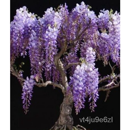 เมล็ด ป่า speciosus rhodesia Wisteria 30เมล็ด