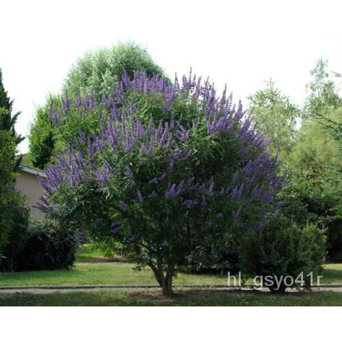 เมล็ด Vitex agnus-castus | Monks Pepper | Chaste Tree | 50_Seed ข้าวโพด