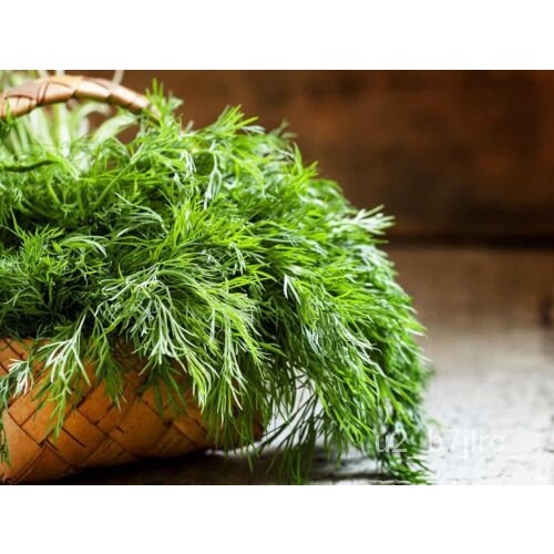 เมล็ด DILL Culinary Herb Garden 700เมล็ด NON GMO Open Polinated :) Instructions Inc ข้าวโพด