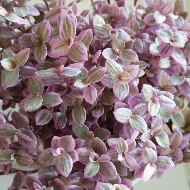 ริ้บบิ้นชาลีสีม่วง สีสวย จัดส่งพร้อมกระถาง 3 นิ้ว รูปที่ 4