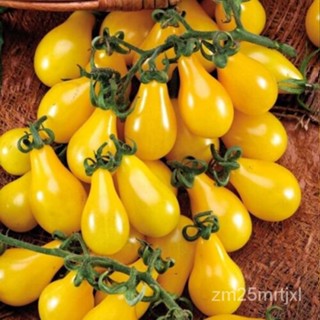 เมล็ด Seeds Tomato Yellow Pear Vegatable NON-GMO Organic Heirloom Ukrainian ต้นอ่อน