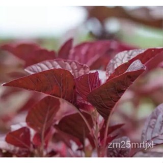 เมล็ด สามสี Amaranth,โกเมนสีแดง-Rau Den Do-1ออนซ์ประมาณ40,000เมล็ดสีเขียวเล็กน้อยหรือสวน ต้นอ่อน