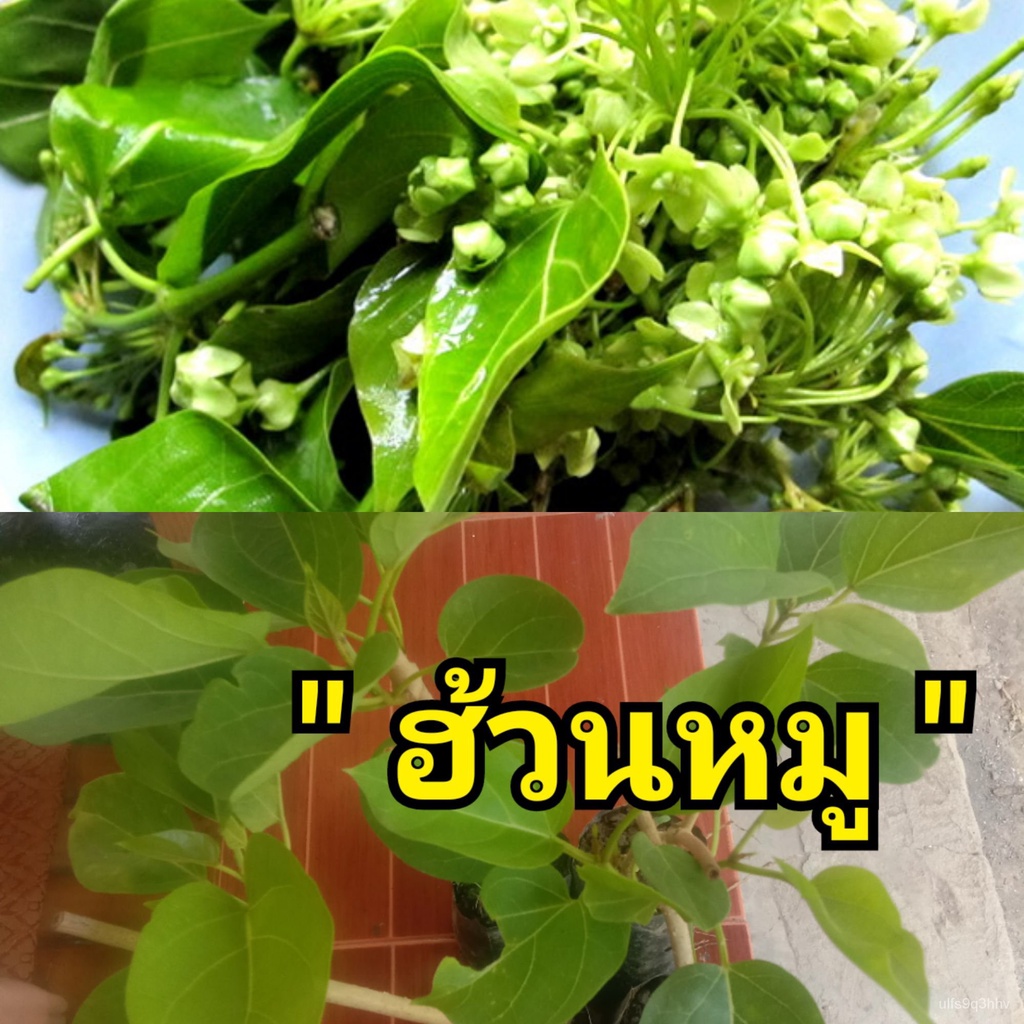 อินทรีย์็ด ถูก็ด ถูกฮ้วนหมู ถูกพื้นบ้าน อร่อย สมุนไพรไทยคุณค่าสูง ถูก บาท