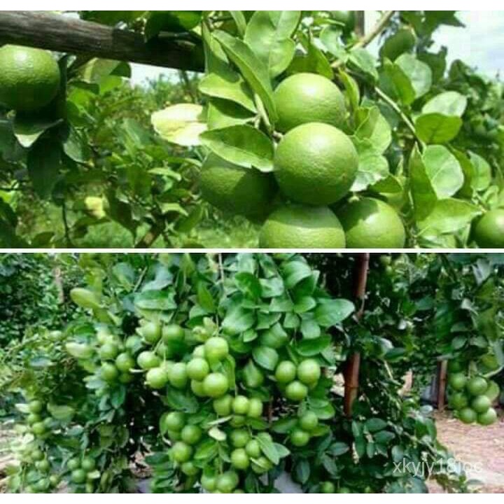 อินทรีย์็ด ใหม่็ด กิ่งบาทใหม่มะนาวแป้นสุขประเสริฐบาทพร้อมใหม่บาทละ 68 บาทใหม่ง่ายโตไวบาทใหม่สูง 60-8