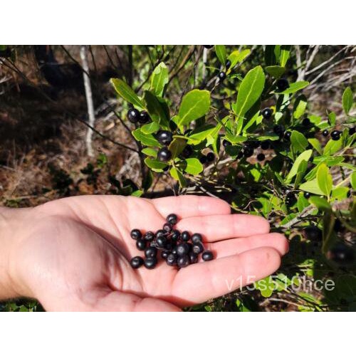 เมล็ด Inkberry | 15-250 Seed | Ilex Glabra | Florida Native | ไม้พุ่ม | สัตว์ป่า | ผึ้ง บาท