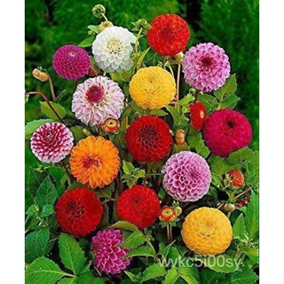 อินทรีย์็ด ใหม่็ด ใหม่ dahlia pinnata pompon 30 ใหม่็ด ใหม่นำเข้าจาก อังกฤษ ใหม่ มะระ