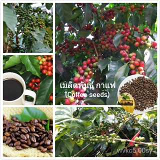 อินทรีย์็ด ใหม่็ด ใหม่ กาแฟ Coffea Seeds Fruit Seeds Bonsai Tree ใหม่็ดง่ายไม้ ง่ายไม้มงคล ง่ายไม้ฟอกอากาศ ค