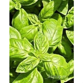  *การจัดส่งเมล็ดดอกไม้ สมุนไพรแบน 500 Basil &amp; โหระพา flowersสีม่วงอ่อนbasilicum CC7U