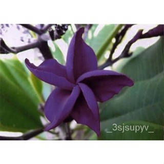 เมล็ดสีม่วงเข้มฮาวายPlumeria  多年生5  พืชดอกไม้ดอกไม้  Leiชนิด194gardening VHQI