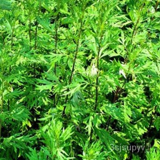 Mugwort-seeds เม็ด50%100-BOGO โรงแรมที่พักราคาส่วนลดพิเศษเมล็ด BQ5W