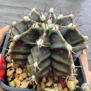 (R7) การยิมโนหน้ายับ ลูก Trex ไม้เมล็ด - (gymnocalycium) - แคคตัส/งอก ปลูก/งอก เมล็ด/งอก การ