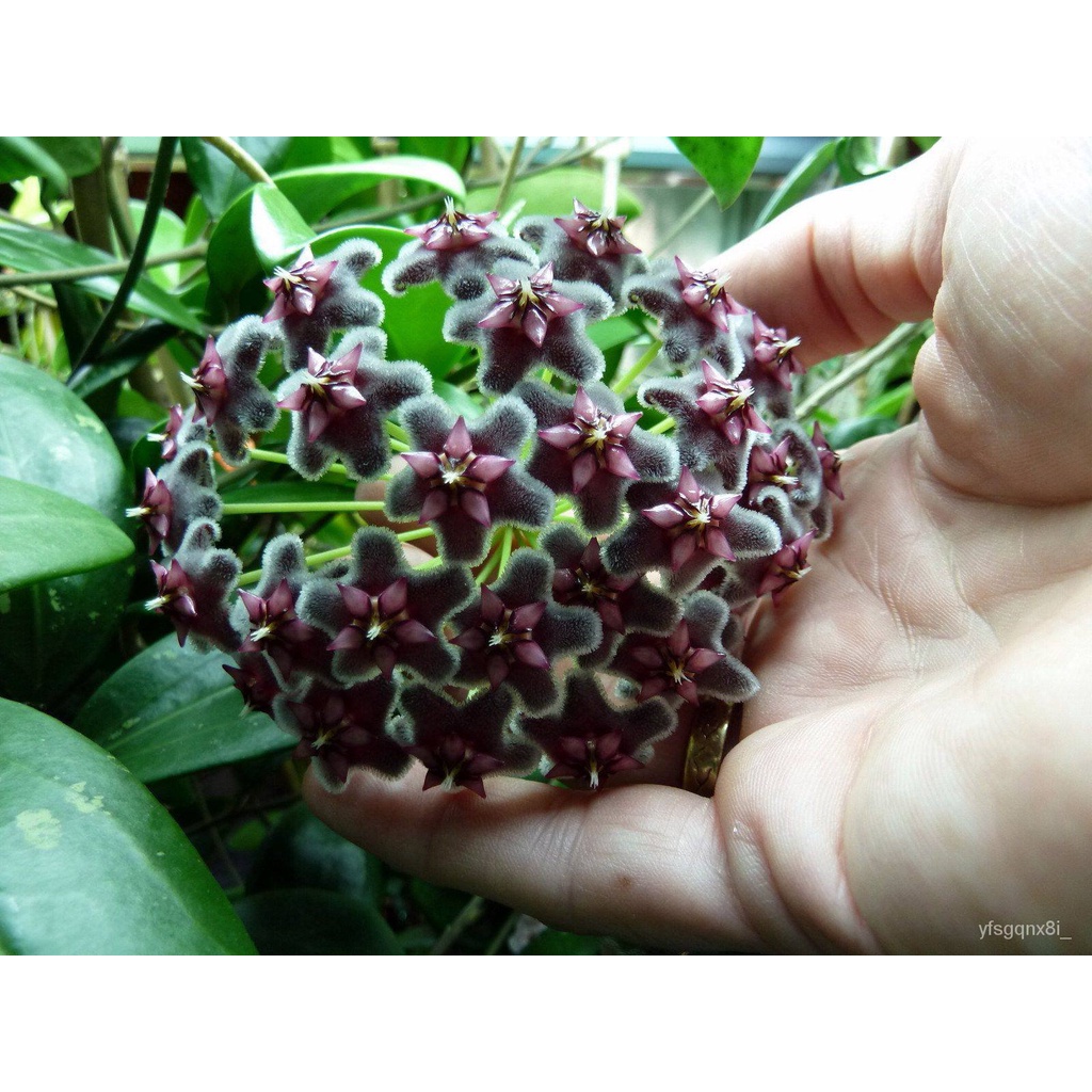 เมล็ด ใหม่็ด 20 ใหม่ Home Plant Seed โฮย่า กล้วยไม้โฮย่า สกุลนมตำเลีย (Hoya) มีเพาะหอม ให้เพาะตลอดปี