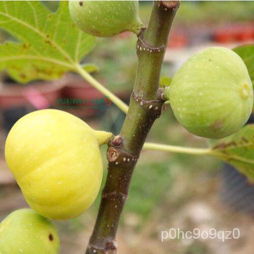 เมล็ด ใหม่็ด 1 ต้นมะเดื่อฝรั่ง Figs ใหม่ Kunming Fig (คุณหมิง) ต้นสมบูรณ์ รากแน่น โตพร้อมให้ลูก จัดส