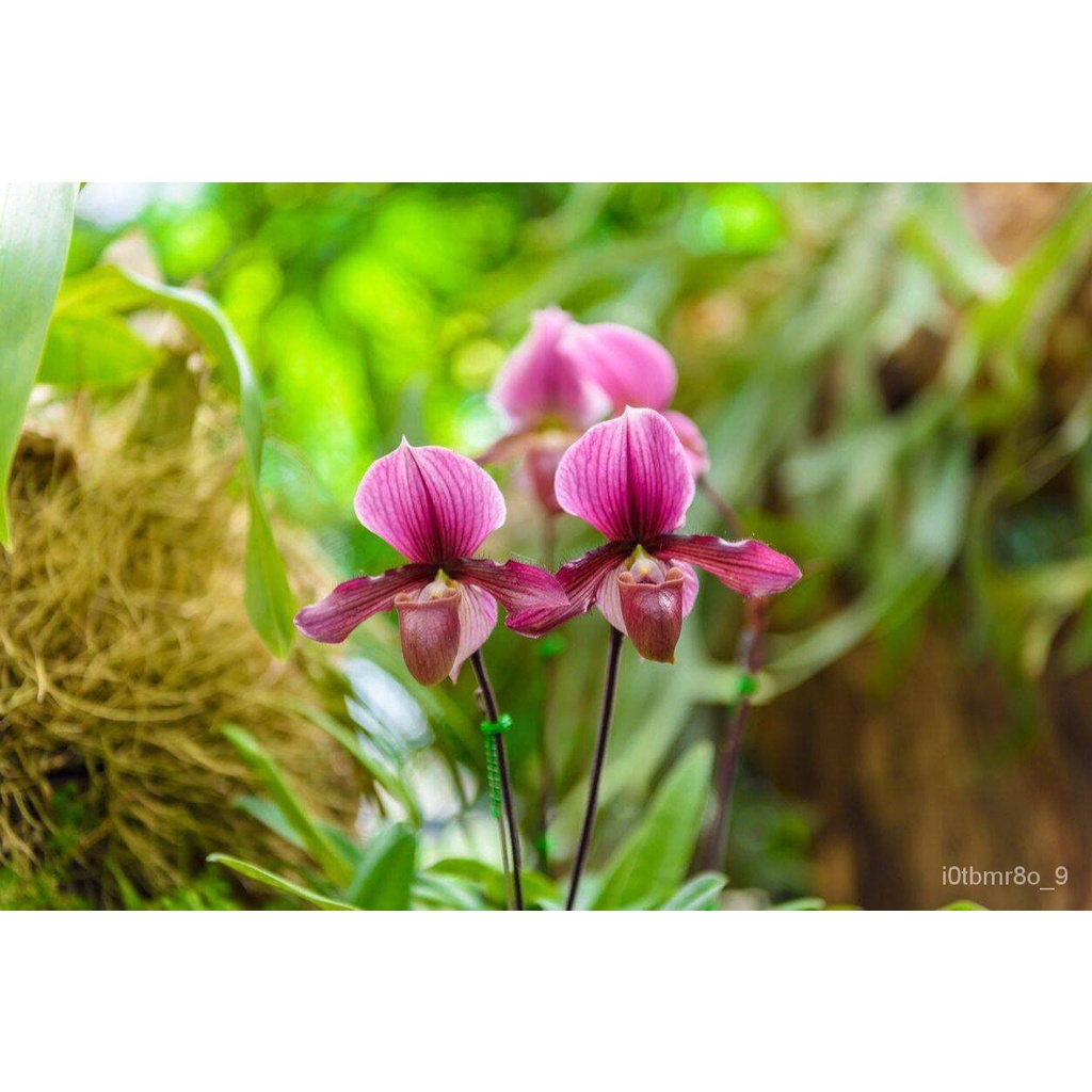 เมล็ด ใหม่็ด 30 ใหม่ Seeds ใหม่็ดกล้วยไม้ กล้วยไม้รองเท้านารี (Paphiopedilum Orchids) Orchid flower 