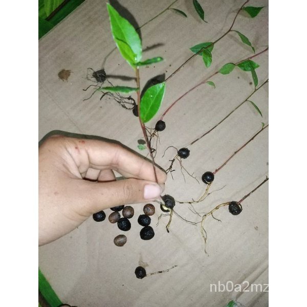 Laurel S Bay Leaf Seedl Ings Lucky PampaswertePlants Bayleaf ต้นกล้า Moneyplants 7SCG