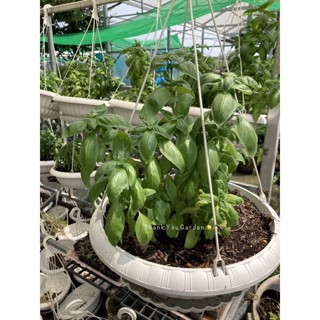 Italian Large Leaf Basil Plant 10inch Pot’s ต้นโหระพาอิตาลี่ใบใหญ่ ส่งพร้อมกระถางแขวน 10นิ้ว 💕ตรงปกตามภาพครับ #herb