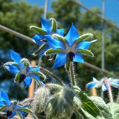 100ชิ้น borage ง่ายต่อการอยู่กระถางระเบียงลานดอกไม้ในร่มและกลางแจ้งเมล็ดพืช