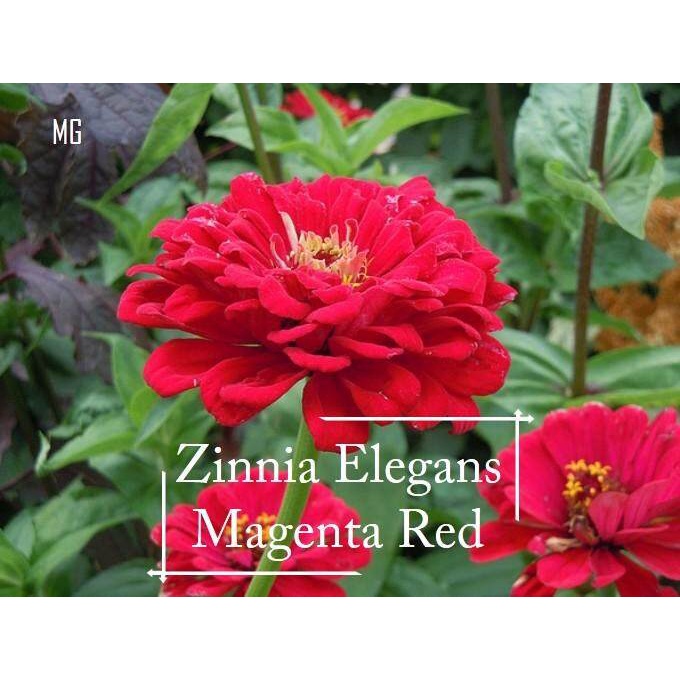 Magenta Red CUT Flower zinnia seeds - 100 SEED * กระถางที่เป็นมิตร * กระถางต้นไม้, เมล็ด zinnia Colo