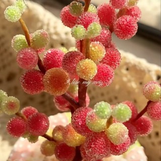 ไม้อวบน้ำ เม็ดข้าวเพชร มือใหม่เลี้ยงง่าย ทรงน่ารัก