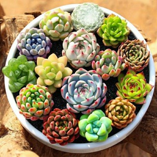 Succulents ขายส่งไม้ดอกกระถาง