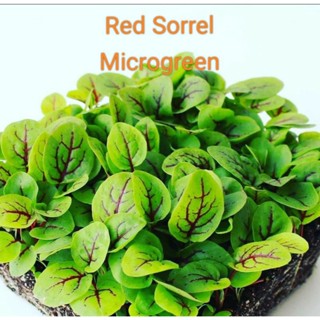 Red Sorrel Microgreen 2 g. พร้อมวิธีปลูกเมล็ดนำเข้า อัตรางอกดี ภาพจริงจากเมล็ดของทางร้าน