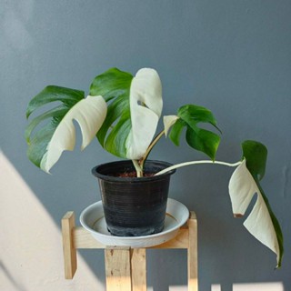 มอนสเตร่า อัลโบ้/Monstera Borsigiana Albo🍘