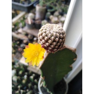 cactus แคตตัส sulcorebutia langeri