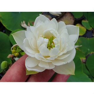 3 เมล็ดพันธุ์ บัว บัวสวยงาม บัวอ่าง บัวจิ๋ว บัวแคระ สายพันธุ์ Gracieux microLotus blanc สีขาว Lotus Seeds