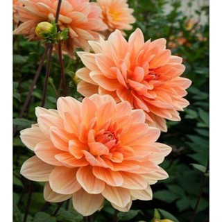 1 หัว /ชุุด เหง้า ต้นรักเร่ Dahlia สายพันธุ์ Apricot Desire สีส้ม หัวรักเร่ ดอกรักเร่ รักแรกพบ เฟิร์สเลิฟ